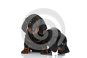 Two cute teckel dachshund puppies looking to side and sitting