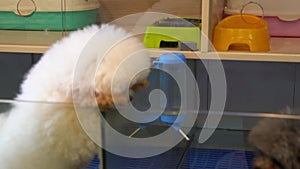 Two cute teddy dogs fighting and playing in pet shop