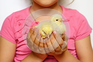 two cute tiny newborn yellow baby chicks in kid`s girl hands.