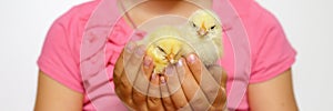 Two cute tiny newborn yellow baby chicks in kid`s girl hands. banner.