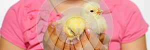 two cute tiny newborn yellow baby chicks in kid`s girl hands. banner.