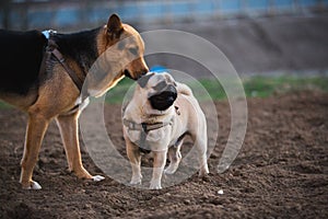 Two cute urban dogs, shepherd and french bulldog, getting to know and greeting each other by sniffing