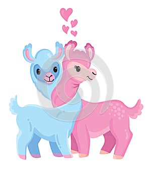 Two cute Valentine`s llamas with necks intertwined