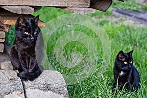 Two cute vblack cats staring at the prey