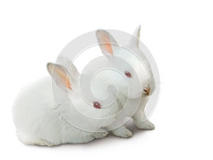 Dos lindo blanco un nino conejos 