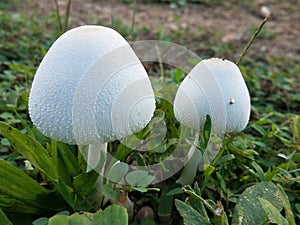 Two cute white mushrooms