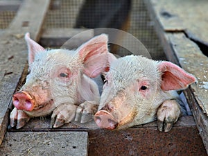 Two cute white pigs with pink ears on a farm. Caring for livestock on the farm. Green life