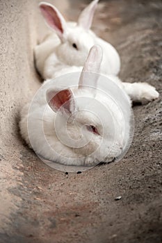 Two cute, white rabbits resting close together. photo