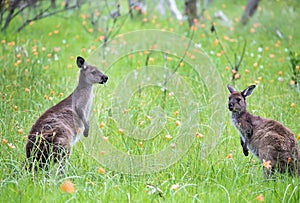 Two cute wild kangaroos are grazing on the green grass meadow with flowers