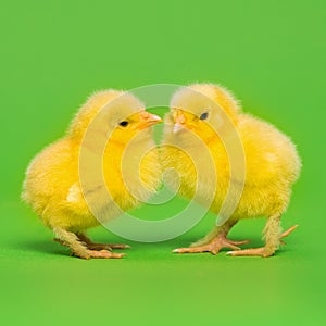 Two cute yellow baby chicks