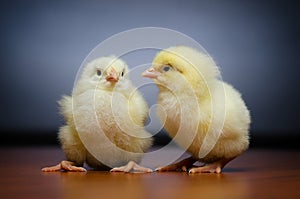 Two cute yellow chicks