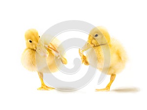 Two cute yellow ducklings