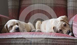 Two Cute yellow labrador retriever puppy asleep