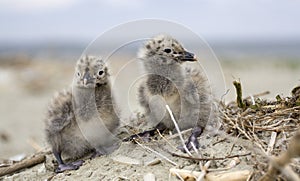 Two Cute Young Birds