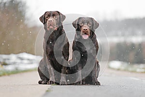Two cute young brown labrador retriever dogs puppies sitting together on the concrete street smiling