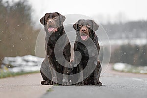 Two cute young brown labrador retriever dogs puppies sitting together on the concrete street smiling