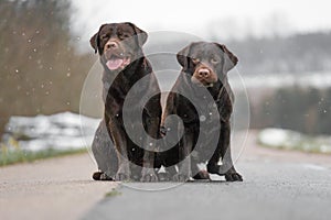 Two cute young brown labrador retriever dogs puppies sitting together on the concrete street smiling