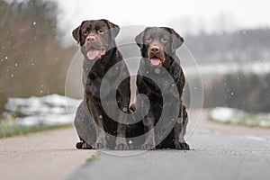 Two cute young brown labrador retriever dogs puppies sitting together on the concrete street smiling