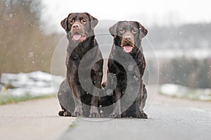 Two cute young brown labrador retriever dogs puppies sitting together on the concrete street smiling