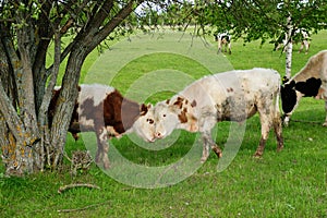 Two cute young calves butt heads in a summer green hilly field with trees