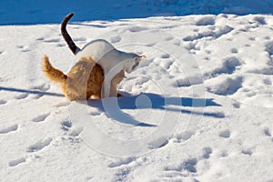 Two cute young cats playing in white snow