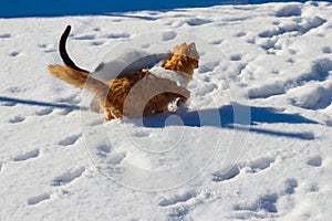 Two cute young cats playing in white snow