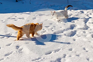 Two cute young cats playing in white snow