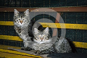 two cute young cats sitting on an old iron bench