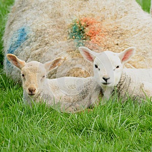 Two cute young lambs