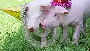 A two cute young pigs with christmas cap on a green grass.