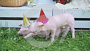 A two cute young pigs with christmas cap on a green grass.