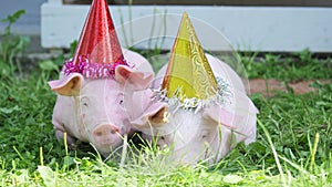 A two cute young pigs with christmas cap on a green grass.