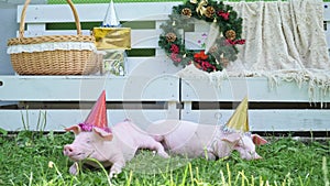 A two cute young pigs with christmas cap on a green grass.