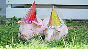 A two cute young pigs with christmas cap on a green grass.