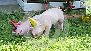 A two cute young pigs with christmas cap on a green grass.