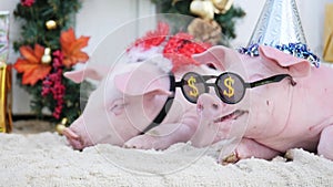 A two cute young pigs lies against christmas decoration background.