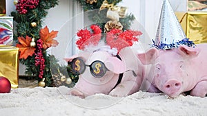 A two cute young pigs lies against christmas decoration background.