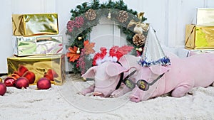 A two cute young pigs lies against christmas decoration background.