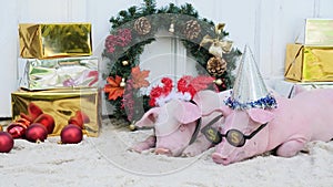 A two cute young pigs lies against christmas decoration background.