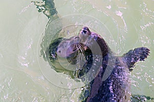 Two cute young seals swimming and playing in water