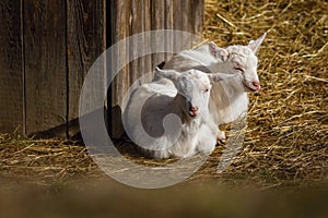 Two cute young white goats