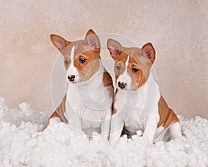 Two cutel Basenji puppys