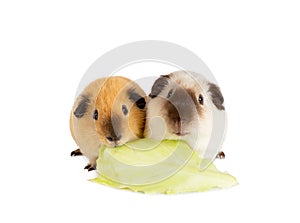 Two cutie guinea pigs eating one cabbage leaf