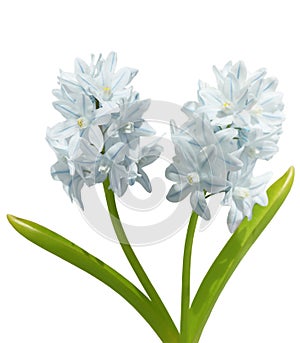 Two cyacinth striped squill photo