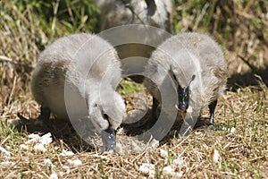 Two Cygnets