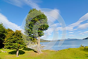 two cypress in patagonia