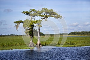 Two Cypress on the Saint Johns River