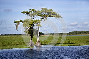 Two Cypress on the Saint Johns River photo