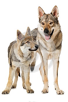 Two czechoslovak wolfdogs