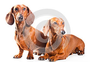 Two Dachshund Dogs